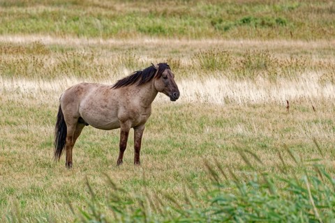 Wild horse of the Konik species on the pastures of the Geltinger Birk nature reserve. Gelting,