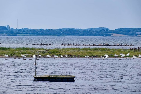 Waterfowl on the Geltinger Bucht in the Baltic Sea off the Geltinger Birk. Gelting,