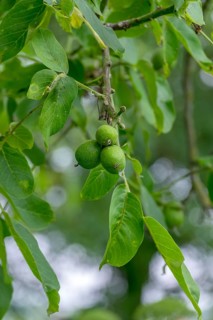Real walnut, walnut tree (Juglans regia), with unripe fruit, North Rhine-Westphalia, Germany