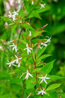Gillenia trifoliata (Gillenia trifoliata), Netherlands