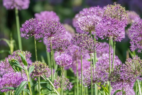 Allium blossom in the district educational garden, Burgsteinfurt, Münsterland, North