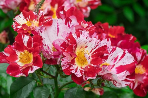 Shrub rose, rose variety Maurice Utrillo, Netherlands