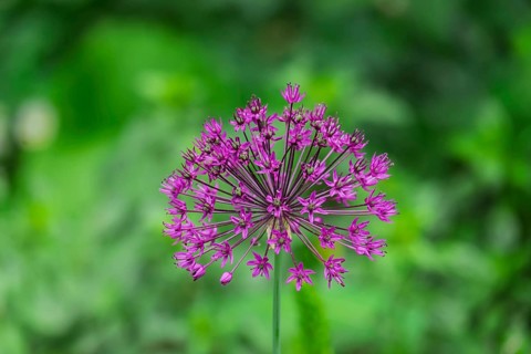 Ornamental leek (Allium sp.), inflorescence, Münsterland, North Rhine-Westphalia, Germany