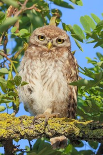 Little owl (Athene noctua) young bird sitting hidden in a tree, endangered bird species in Central
