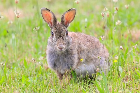 Wild rabbit (Oryctolagus cuniculus), sitting in a meadow, adult, alert, wildlife, animals, rodent,