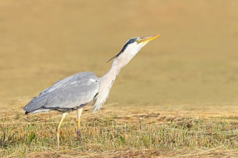 Grey heron (Ardea cinerea), devouring a field mouse (Microtus arvalis) caught in a mown meadow,