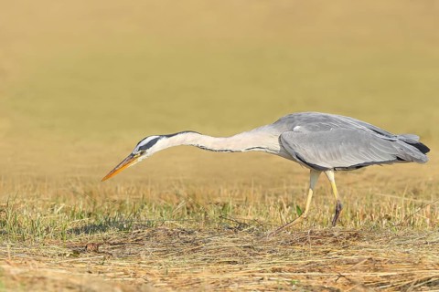 Grey heron (Ardea cinerea), looking for food in a mown meadow, hunting, spring, wildlife, nature