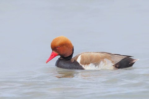 Red-crested pochard (Netta rufina), male, swimming in water, wildlife, animals, duck, Ziggsee, Lake