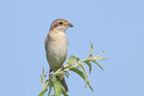 Red-backed shrike (Lanius collurio), female on perching branch, looking for prey, wildlife,