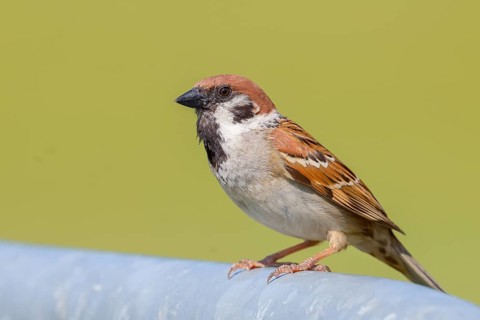 Tree sparrow (Passer montanus), sitting on a galvanised pipe, wildlife, animals, birds, sparrow,