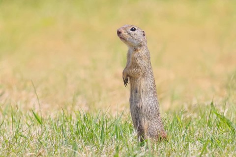 European ground squirrel (Citellus citellus), adult animal standing at attention in meadow,