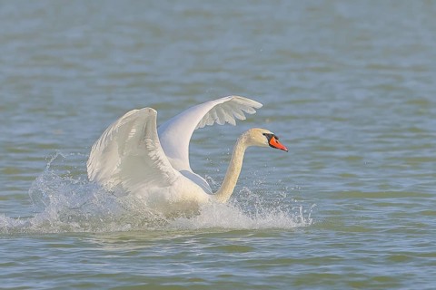 Mute swan (Cygnus olor) in flight, lands in the water, wildlife, animals, swan, Lake Neusiedl