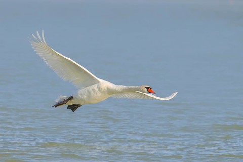 Mute swan (Cygnus olor) in flight, wildlife, animals, swan, Lake Neusiedl National Park, Seewinkel,
