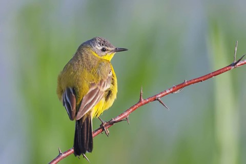 Yellow wagtail (Motacilla flava), male sitting on a thorny branch, wildlife, animals, birds, bird,
