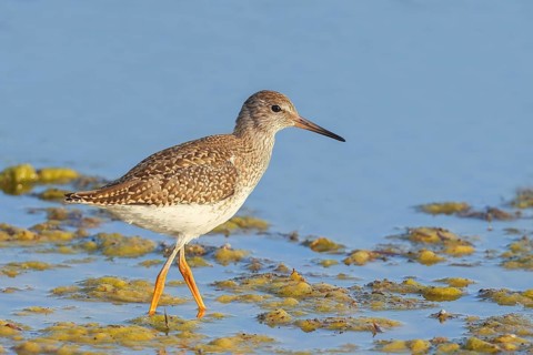 Wood Sandpiper (Tringa glareola) looking for food, standing in shallow water, wildlife, animals,