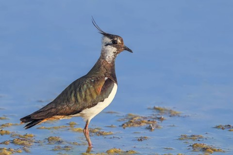 Lapwing (Vanellus vanellus) adult bird foraging in shallow water, wildlife, animals, birds, plover
