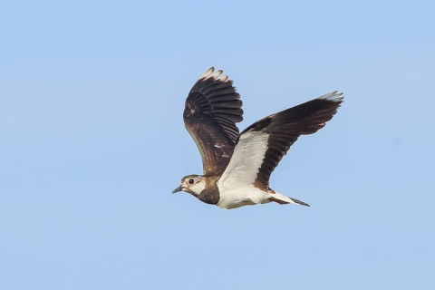 Lapwing (Vanellus vanellus) adult bird in flight, wildlife, animals, birds, plover family, Ziggsee,