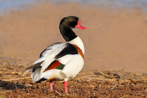 Shelduck (Tadorna tadorna) or shelduck, male, standing on the shore, wildlife, bird, goose, geese,