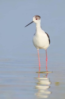 Black-winged Black-winged Stilt (Himantopus himantopus), male standing in shallow water, Wildlife,