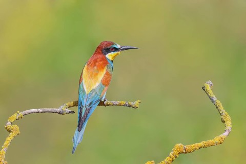 Bee-eater (Merops apiaster) sitting on a branch, male, breeding, wildlife, mating, migratory bird,