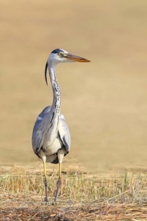 Grey heron (Ardea cinerea), looking for food in a mown meadow, spring, wildlife, nature