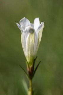 Lung gentian (Gentiana pneumonanthe), white colour variant, Emsland, Lower Saxony, Germany