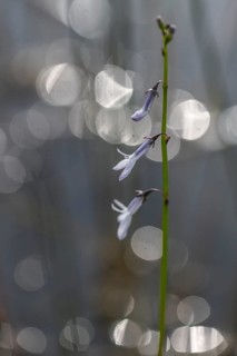 Water lobelia (Lobelia dortmanna), Emsland, Lower Saxony, Germany