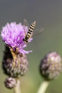 Common stiletto hoverfly (Sphaerophoria scripta), Emsland, Lower Saxony, Germany