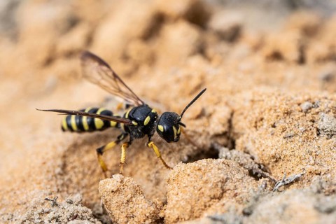 Digger wasp (Gorytes laticinctus), Emsland, Lower Saxony, Germany