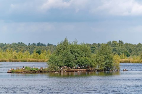 Waterfowl on an island in the lake of the Fockbeker Moor. The Fockbeker Moor is a nature reserve in