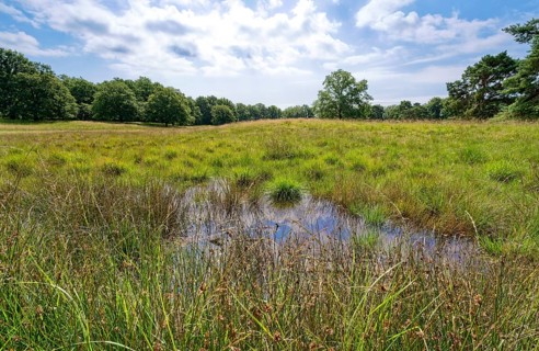 Raised bog in the Störkathener Heide, nature reserve Heideflächen near Kellinghusen, near