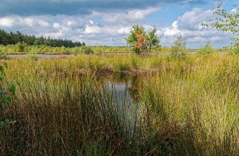 The Fockbeker Moor is a nature reserve in the Schleswig-Holstein municipalities of Fockbek and Hohn