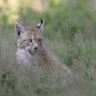 Licking tongue... Eurasian lynx (Lynx lynx), young lynx sitting in high grass, licking with tongue,