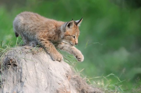 Playful... Eurasian lynx (Lynx lynx), young lynx training, practising his strength and dexterity on