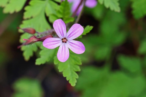 Stinking cranesbill (Geranium robertianum), herb Robert, Ruprechtskraut (Geranium robertianum),