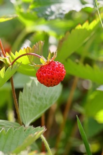 Forest strawberry (Fragaria vesca), ripe fruit, Wilnsdorf, North Rhine-Westphalia, Germany