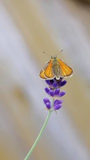 Large skipper (Ochlodes venatus), collecting nectar from a flower of Common lavender (Lavandula