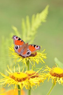 Peacock butterfly (Aglais io), on a yellow flower of a Great Telekie (Telekia speciosa), Wilnsdorf,
