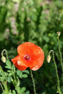 Red poppy (Papaver rhoeas), red flower in a natural garden, Wilnsdorf, North Rhine-Westphalia,