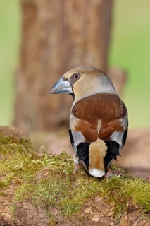 Hawfinch (Coccothraustes coccothrautes), on a branch in the forest, Wilnsdorf, North