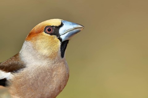 Hawfinch (Coccothraustes coccothrautes), in the forest, animal portrait, Wilnsdorf, North