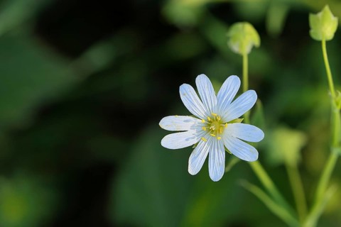 Greater stitchwort (Stella holostea), flowering in the forest, close-up, spring, Wilnsdorf, North