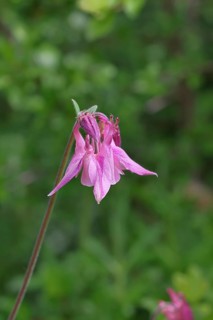 Columbine (Aquilegia vulgaris), pink flower at the edge of a forest, Wilnsdorf, North