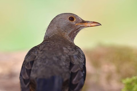 Blackbird (Turdus merula), female, animal portrait, Wilnsdorf, North Rhine-Westphalia, Germany