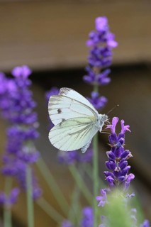 Cabbage butterfly (Pieris brassicae) female on a flower of true lavender (Lavandula angustifolia),