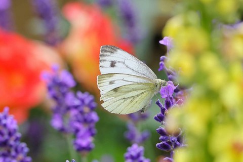 A Cabbage butterfly (Pieris brassicae) sucking nectar on the flower of true lavender (Lavandula
