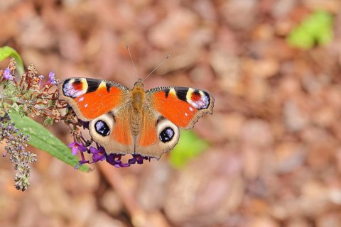 Peacock butterfly (Inachis io) sucking nectar on butterfly bush (Buddleja davidii), in a natural