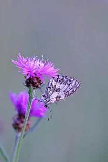 Checkerspot butterfly (Melanargia galathea) in a meadow knapweed (Centaurea jacea), underside of