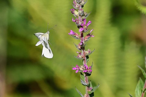 Lemon butterfly (Gonepteryx rhamni) landing on the flower of purple loosestrife (Lythrum