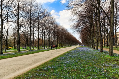 Blue stars, Scilla, walkers in the Herrenhäuser Allee, Georgengarten, Herrenhäuser Gärten,